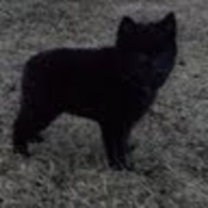 Meet your Posher, Karl c.